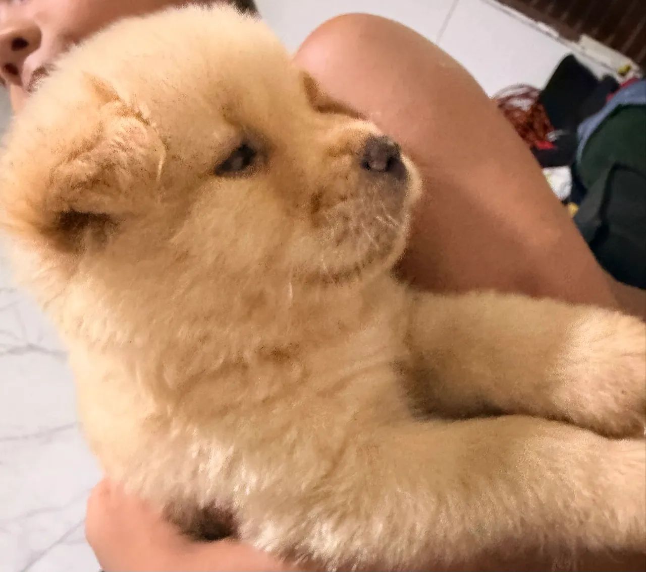  Filhote de chow chow  - Foto 3