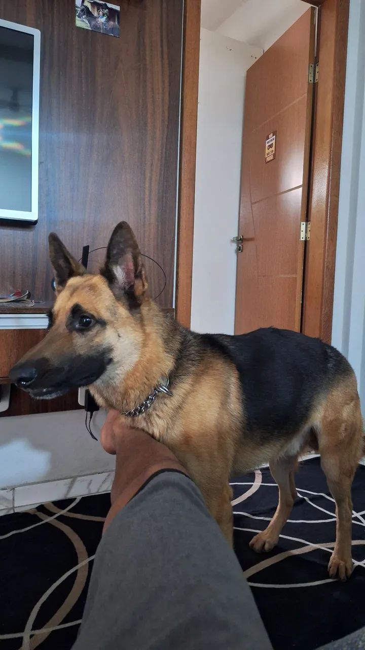 Para adoção  - Foto 2