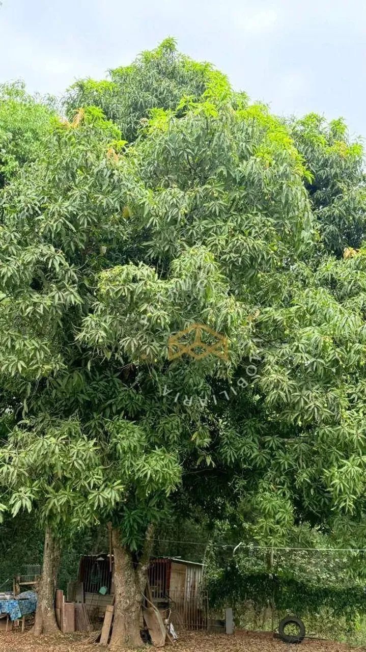 Chácara com 3 dormitórios à venda, 3750 m² - Área Rural - Cosmópolis/SP - Foto 8