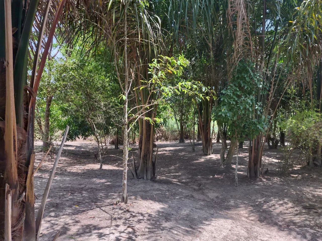 Sítio a venda - Vila Novo Planalto - Foto 5