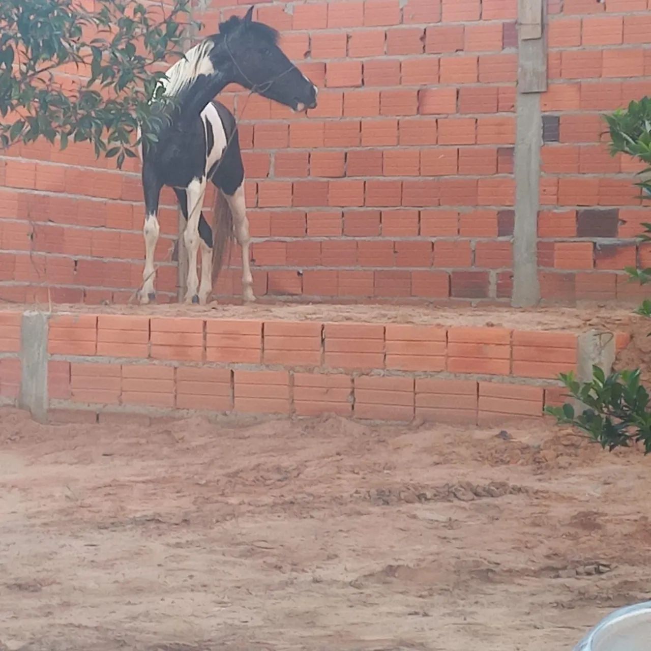 Vendo égua pampa de preto 