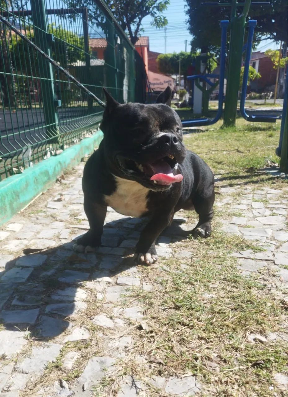 American Bully 