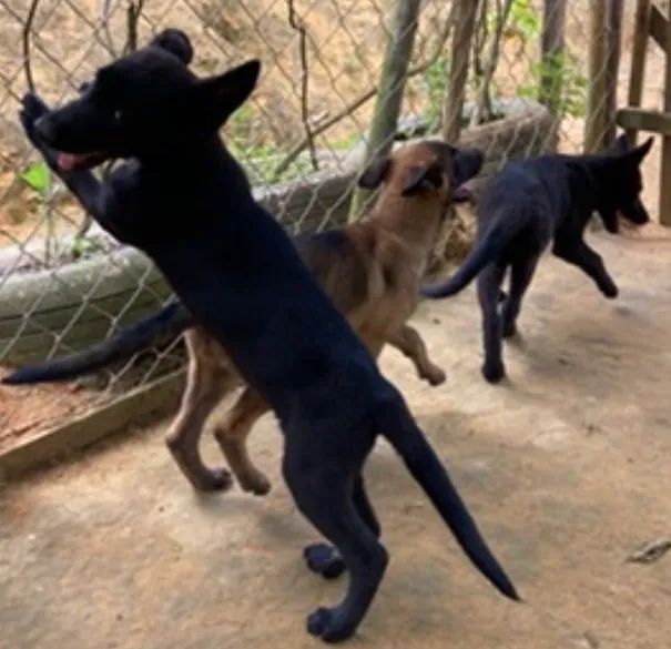 Cães Pastor Especiais