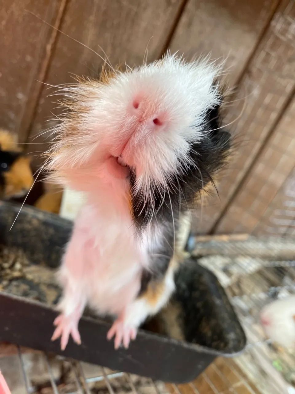 Porquinhos da india - Foto 6