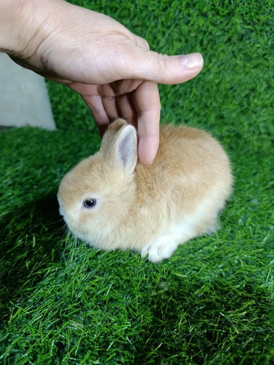 Mini Coelhos - Foto 3