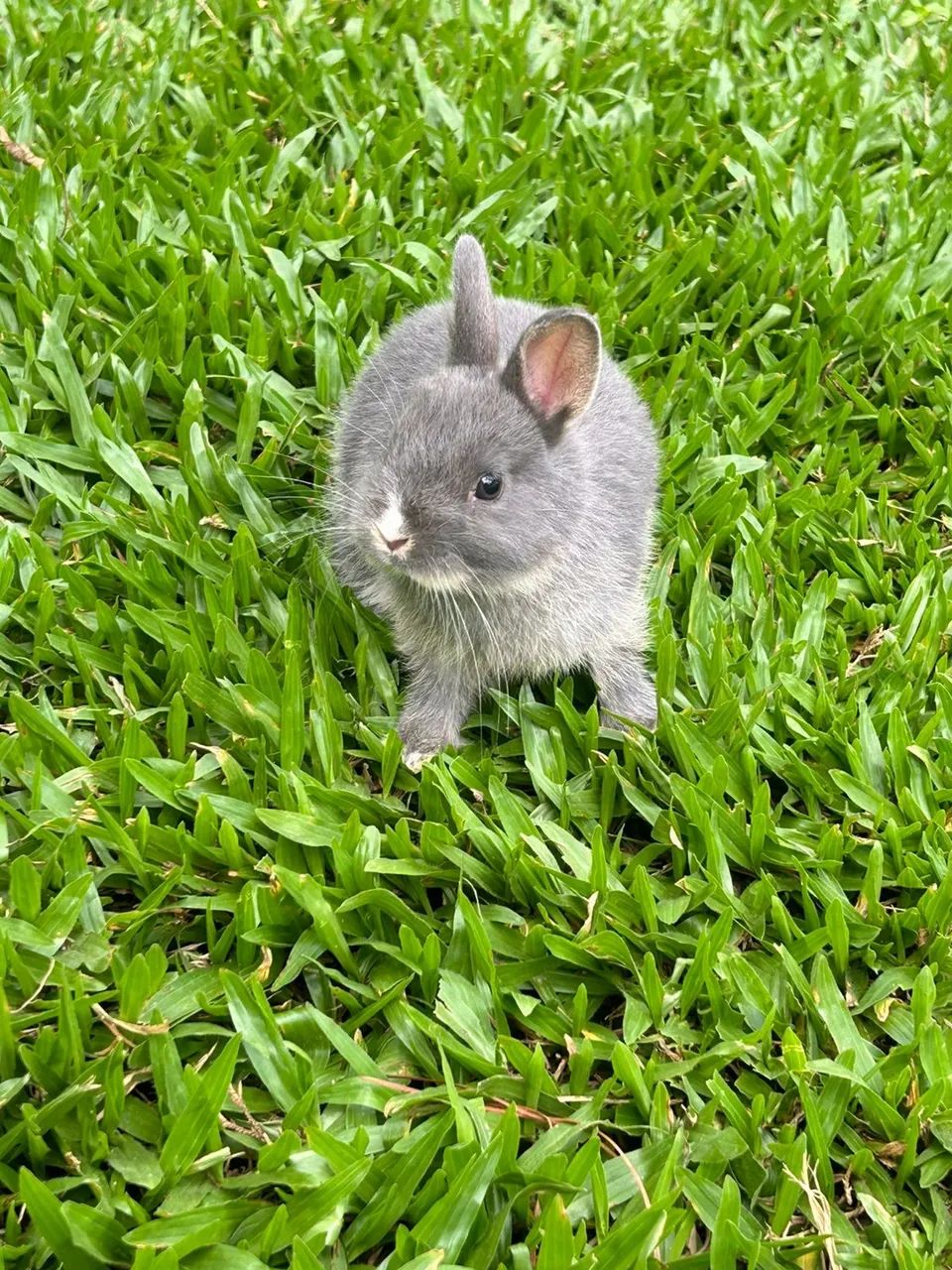 coelhos anao netherland  - Foto 5