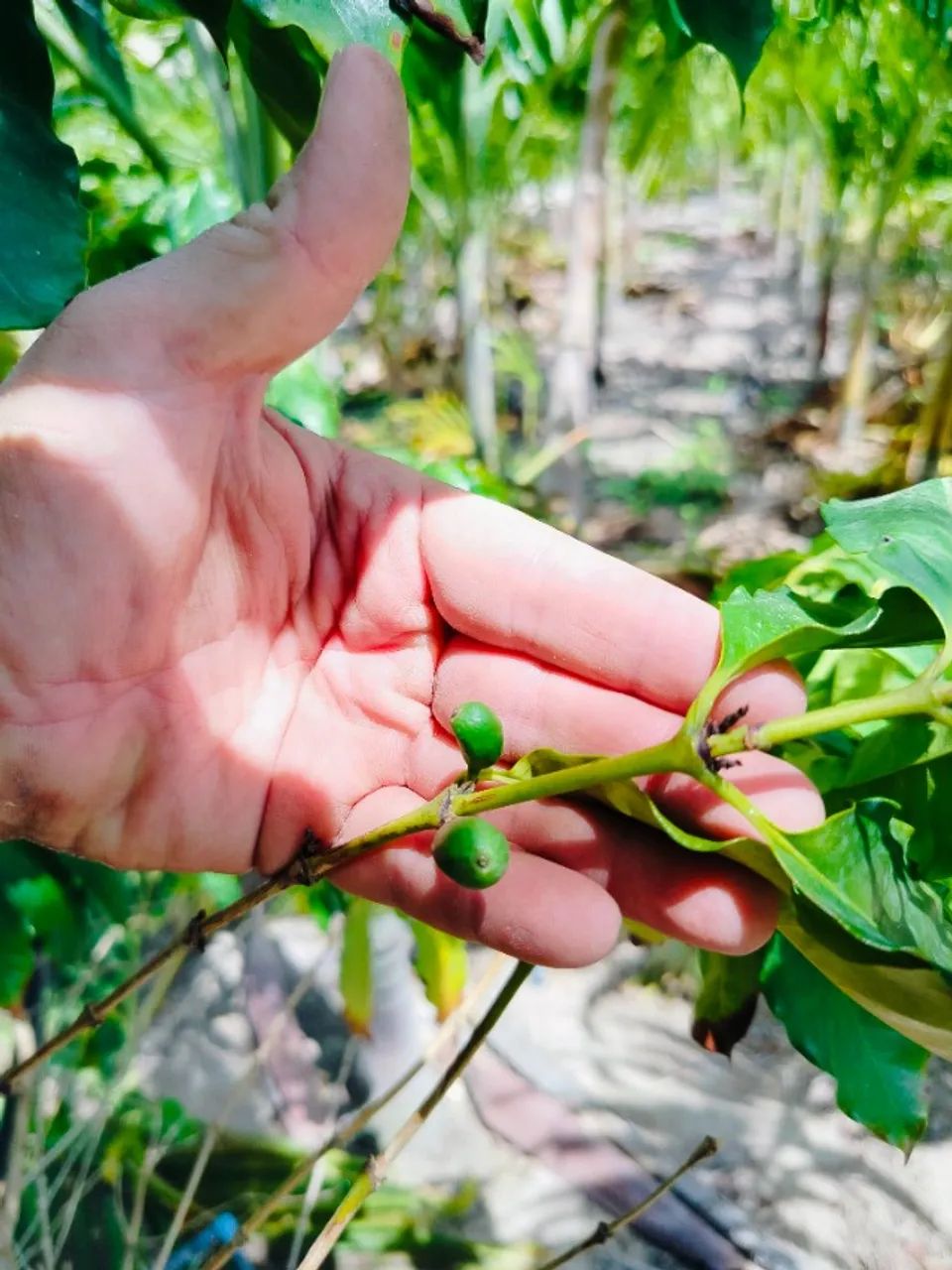 Mudas de café arábica já produzindo 