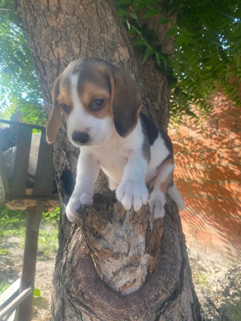 Vendo um lindo filhotinho de beagle  - Foto 3