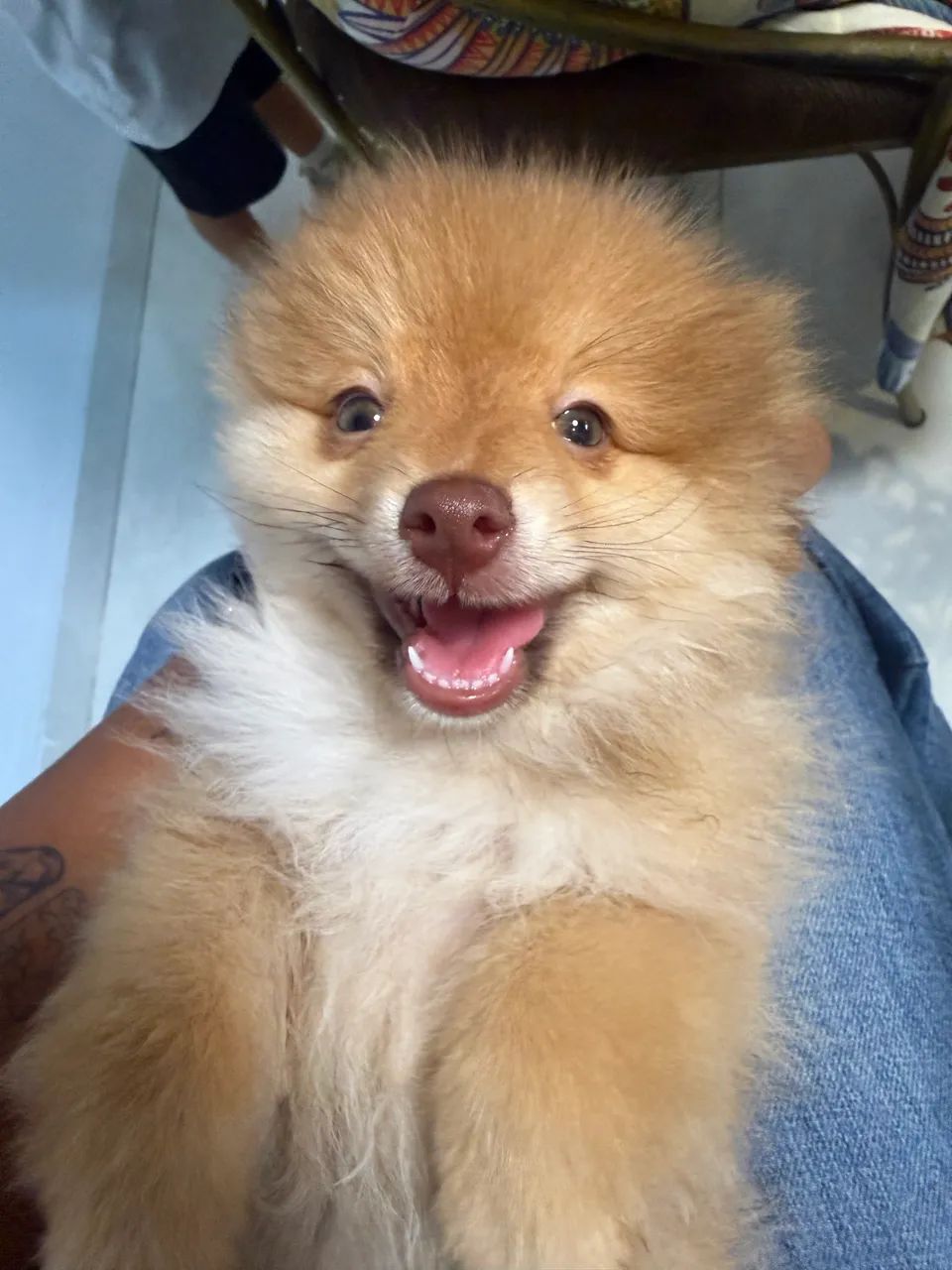 Filhote Macho Spitz Alemão  - Foto 2