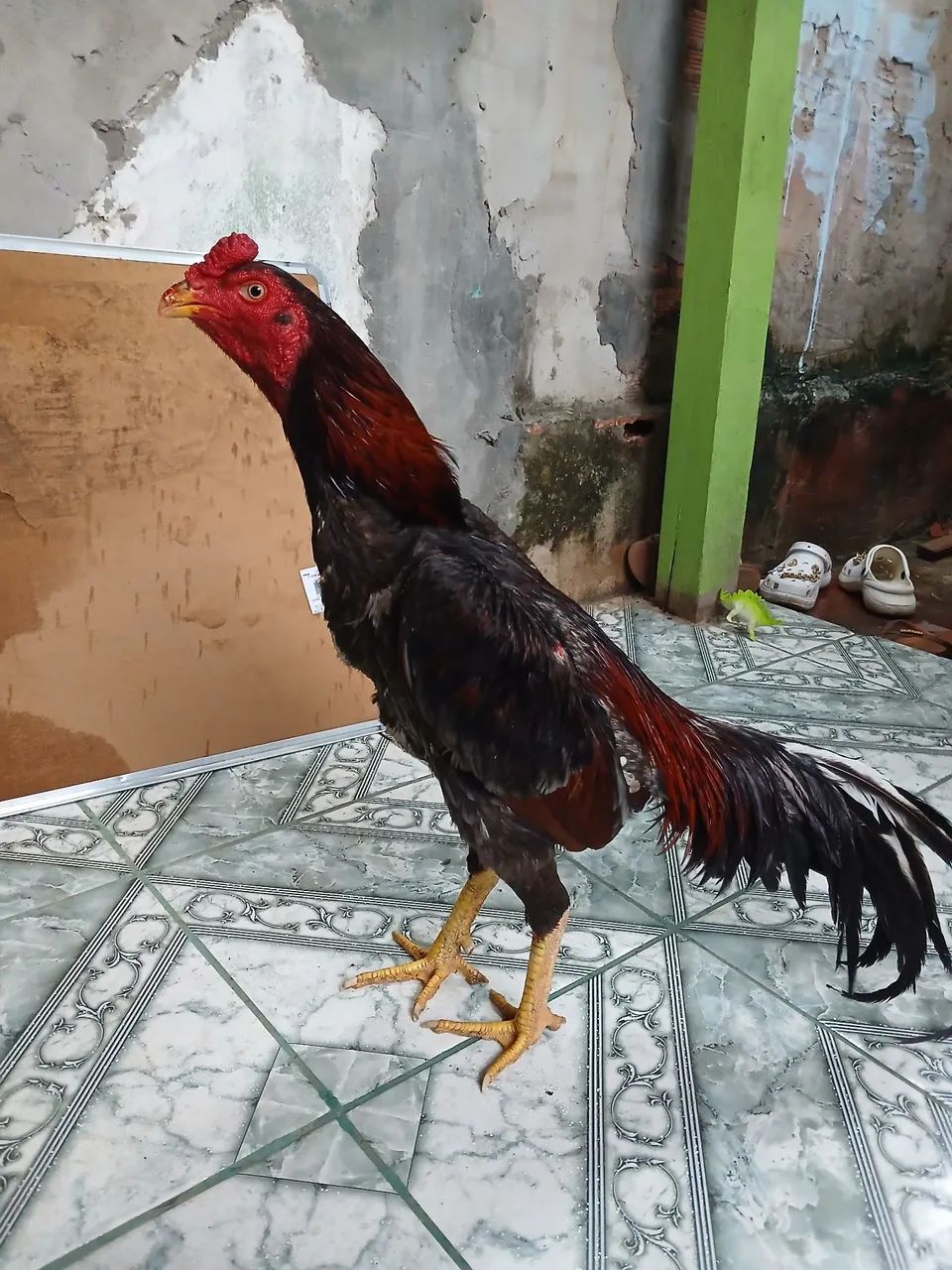 Galo carioca  - Foto 4