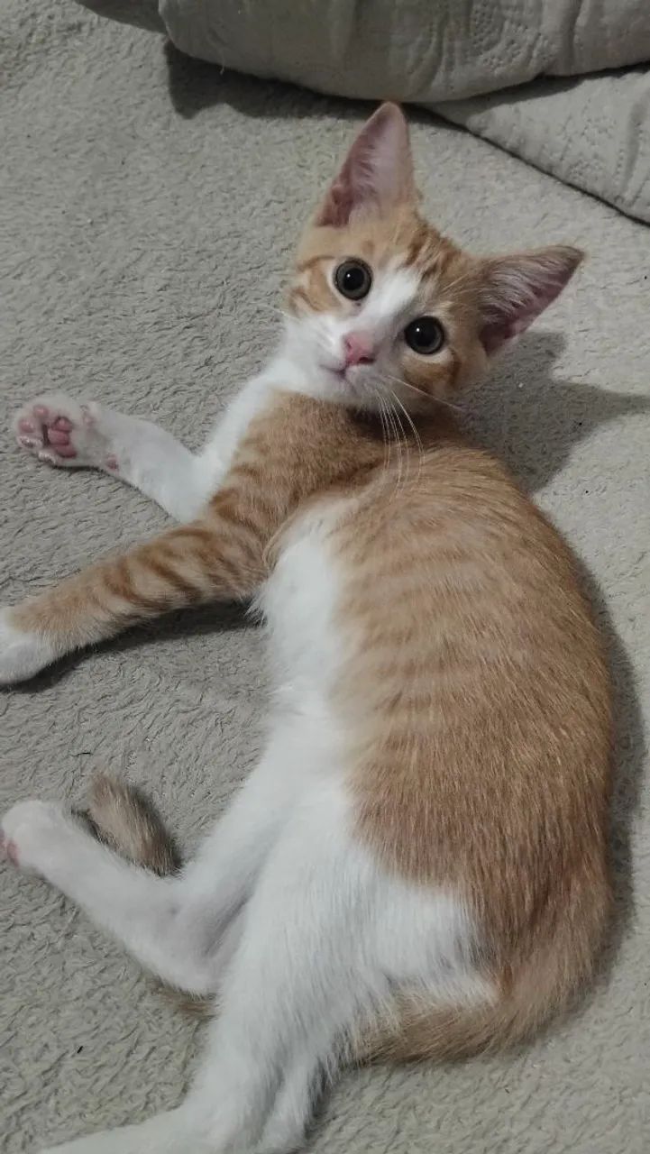 Gata para adoção 