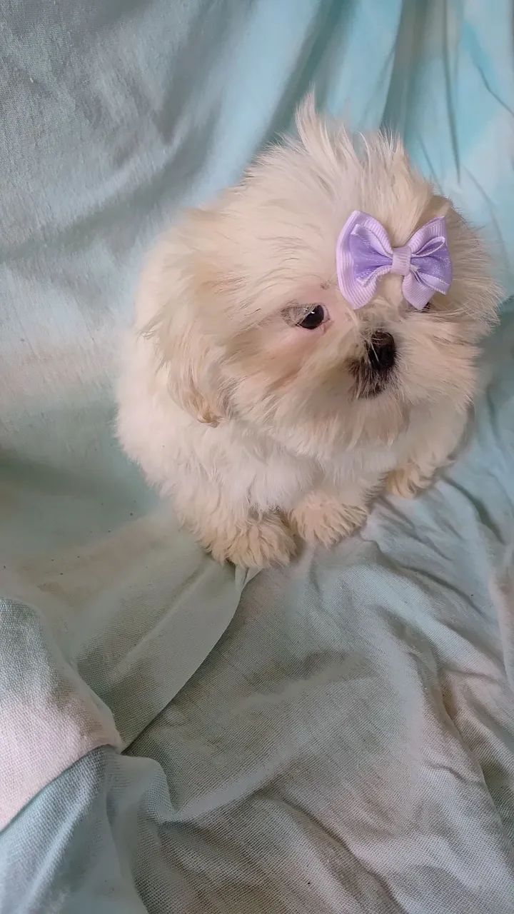 Shih tzu  - Foto 5