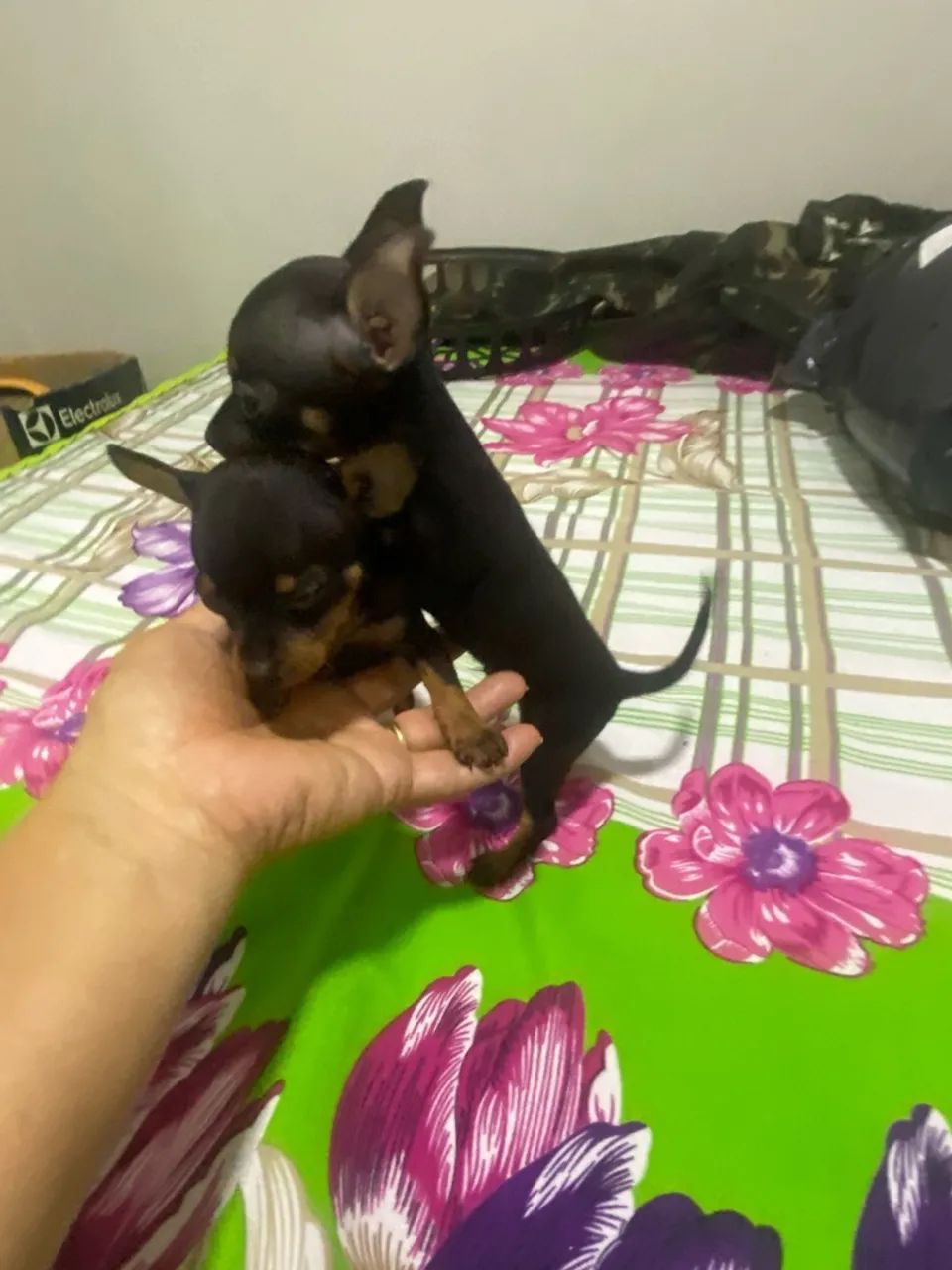 Pinscher zerinho