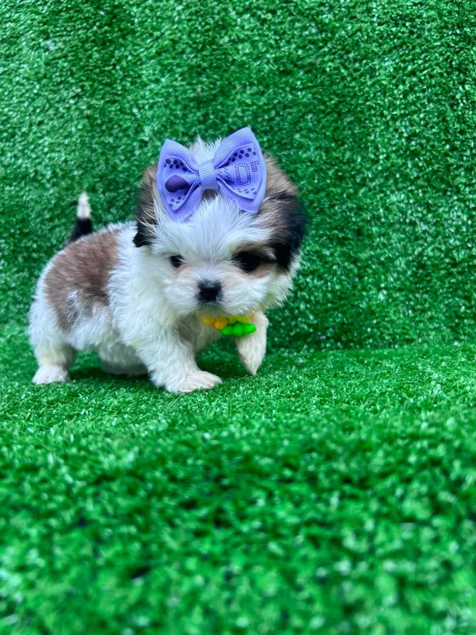 Shitzu mini - Foto 2