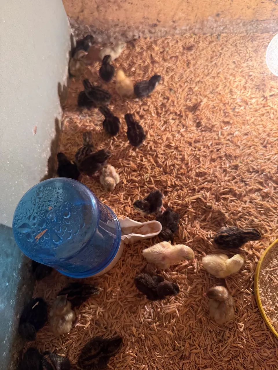 PINTINHOS DE CODORNA CHINESA 