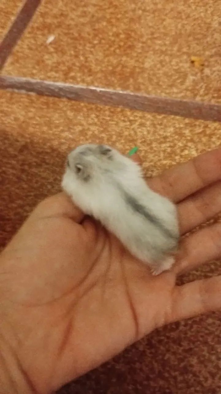 Hamster Fêmea Nascida dia 12/01/26 - Foto 3