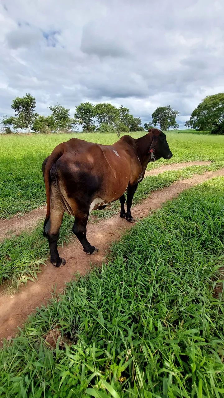 VENDE-SE VACA GIROLANDO ? - Foto 4