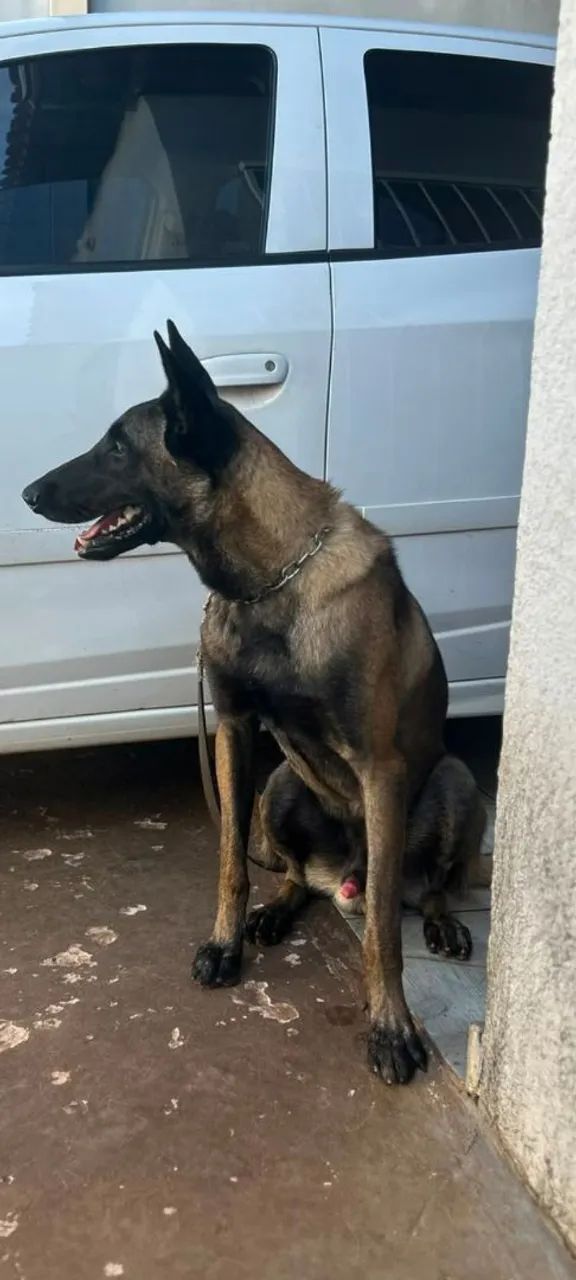Pastor Belga Malinois  - Foto 3