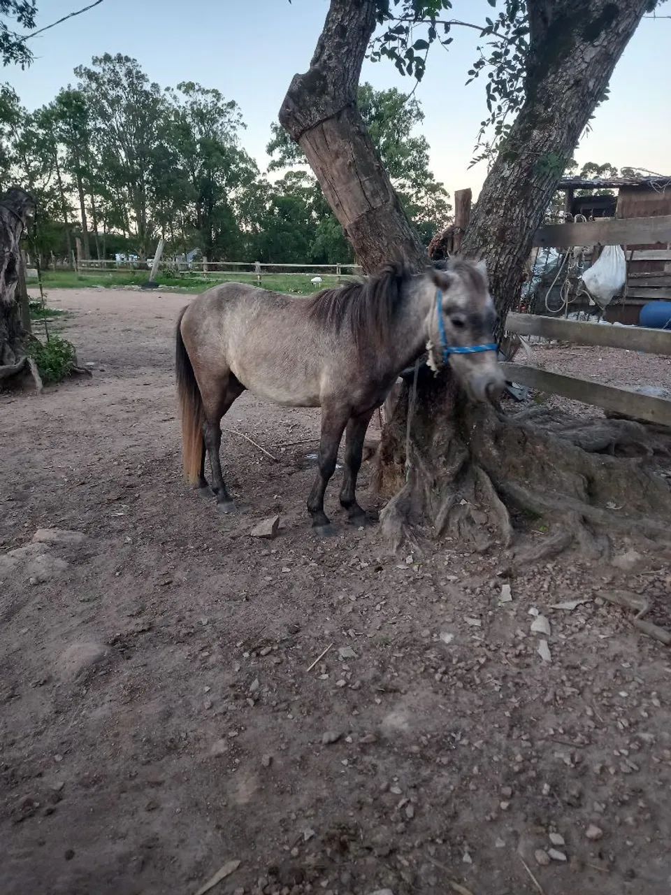 Pônei domado inteiro whats * - Foto 2