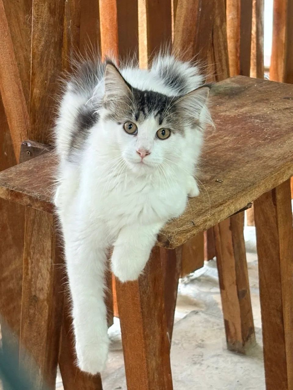 Gato Maine Coon Filhotes Linhagem Gigante ,Reserva e Pronta Entrega . O melhor do brasil  - Foto 3