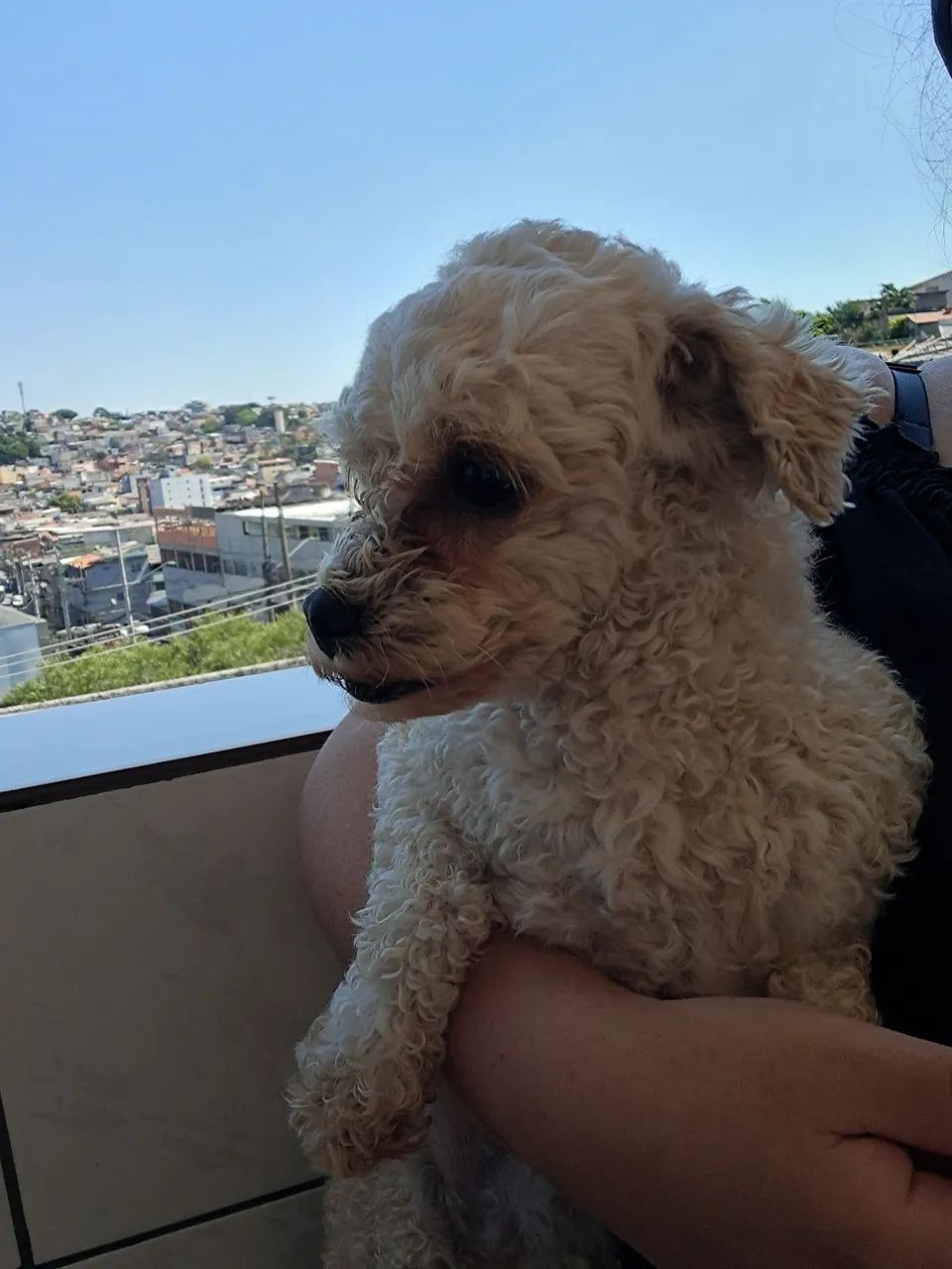 Doação de cachorro  - Foto 3