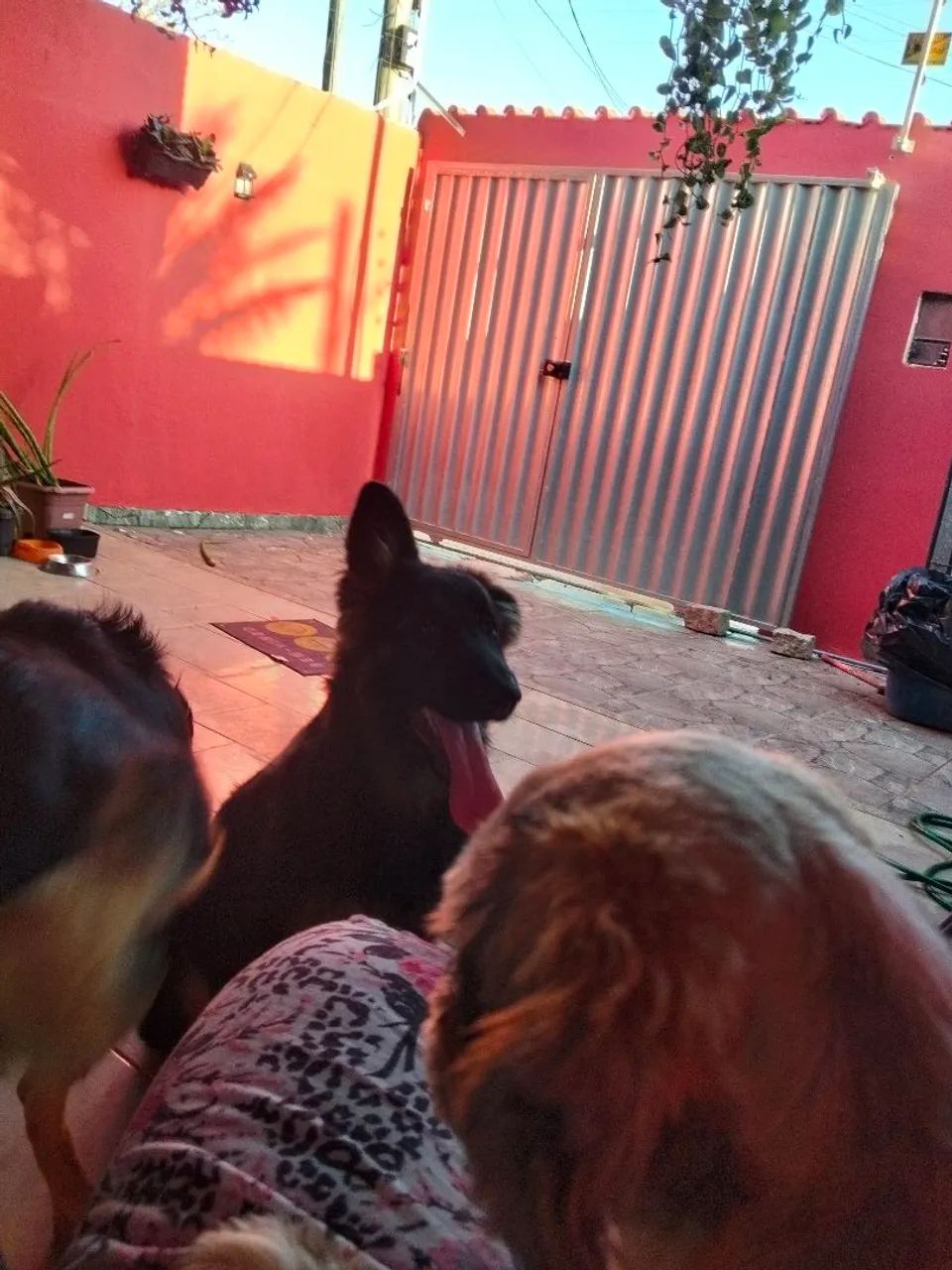 Vende pastor 