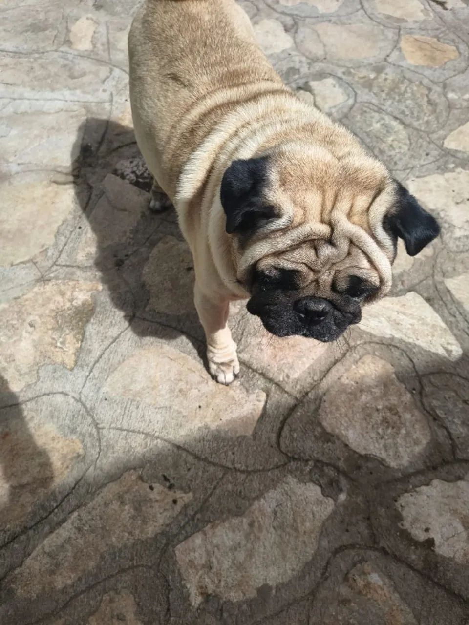 Pug 5 anos - Foto 2