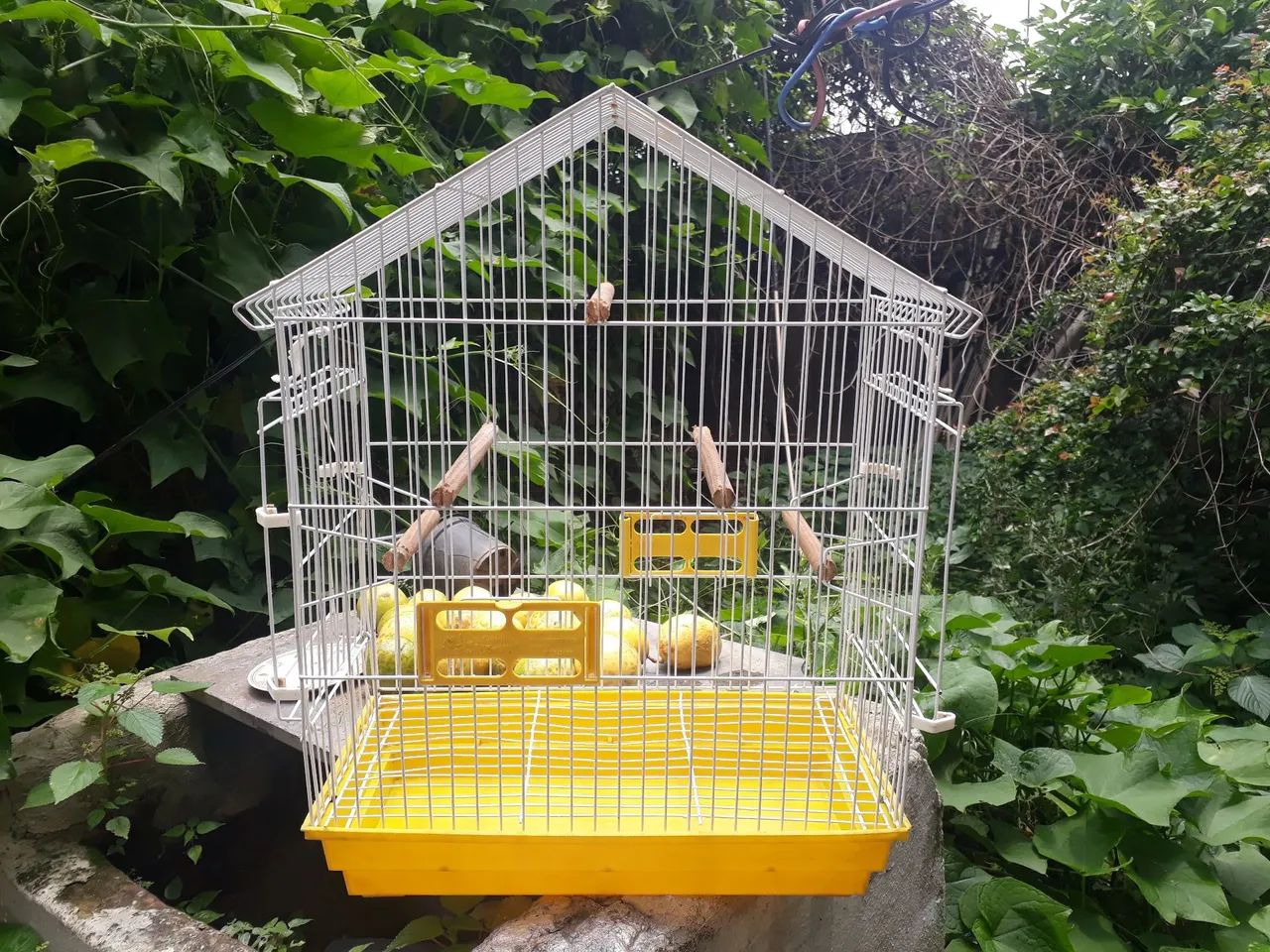 Vendo excelente gaiola de calopsita mansa. Marca Bragança.  Barata - Foto 2