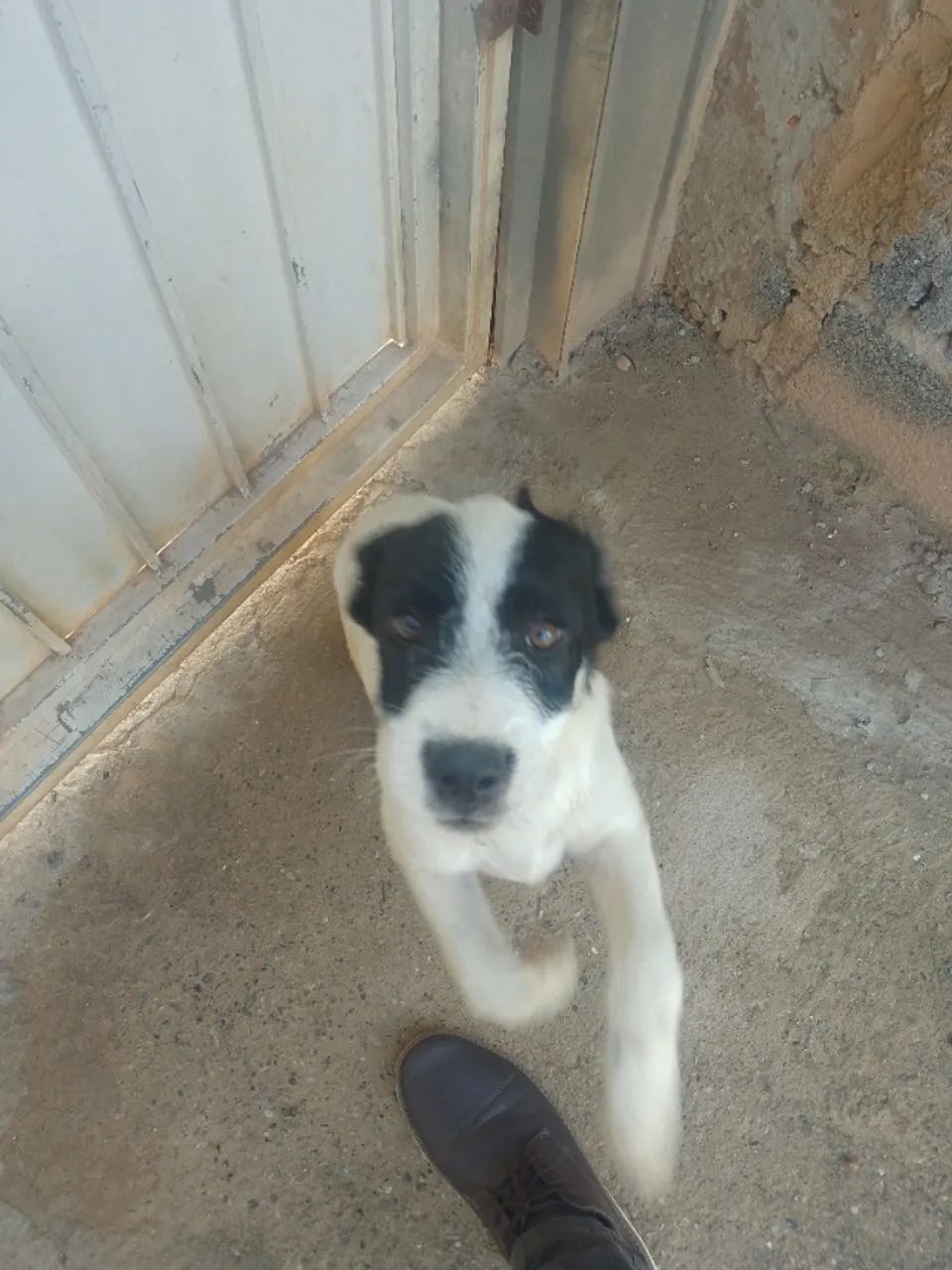 Cachorro filhote macho doação  - Foto 3