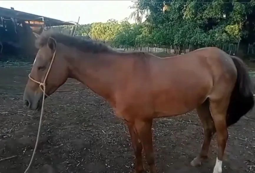 Égua A venda em Rio Verde go 