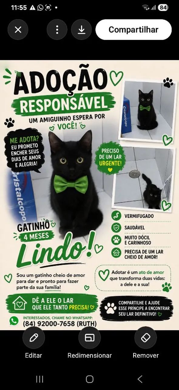 Gatinhos para adoção responsável  - Foto 3
