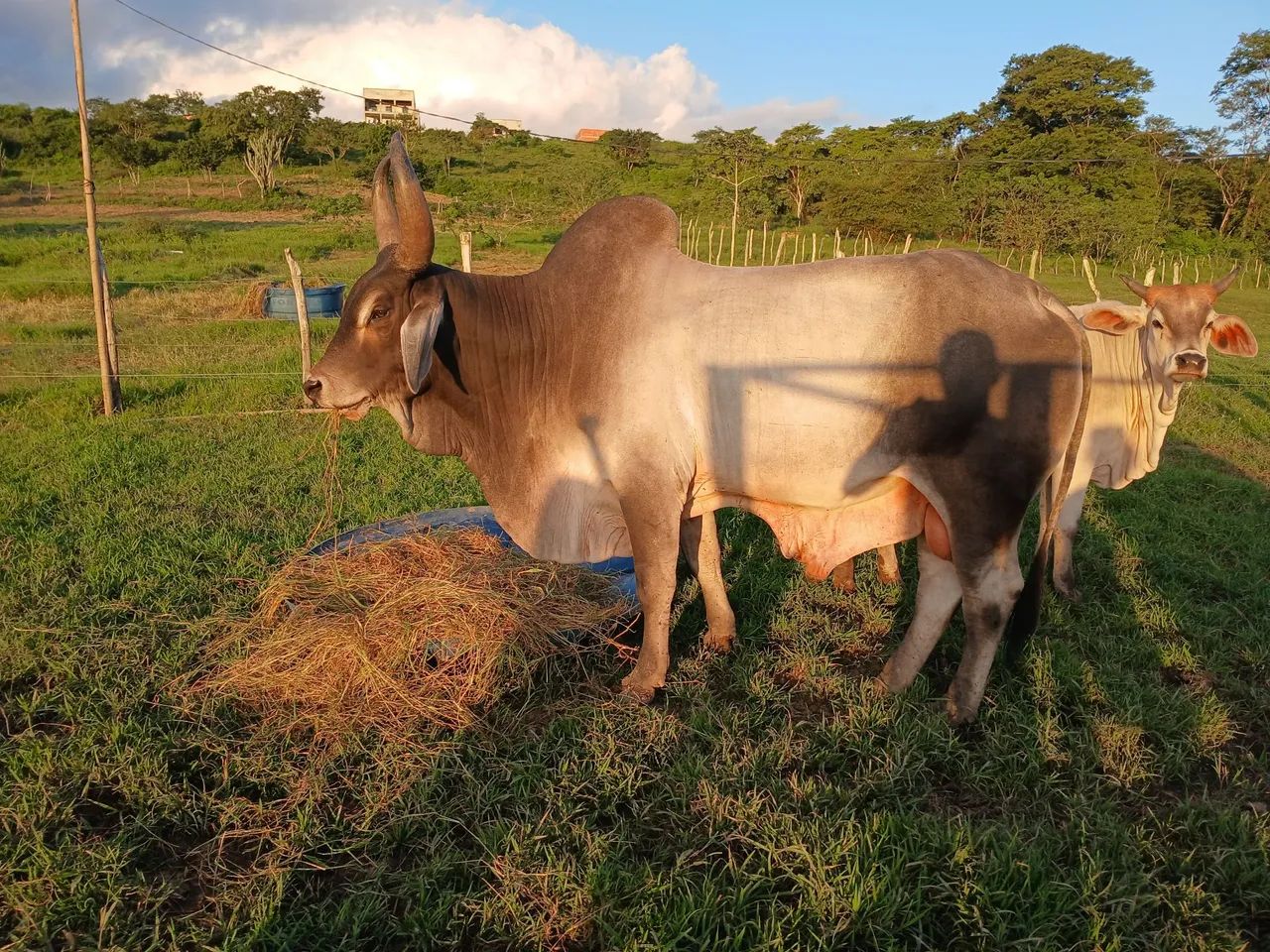 Novilhas e  bezerro Guzera  - Foto 3