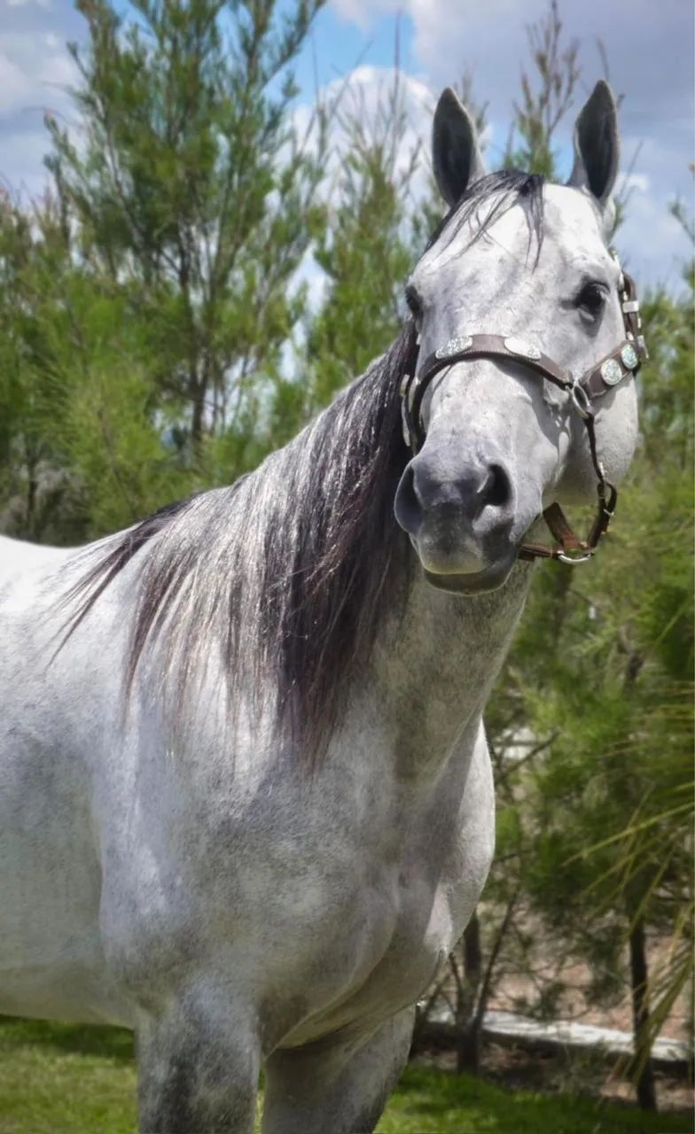 Cavalo QM puro com documento 