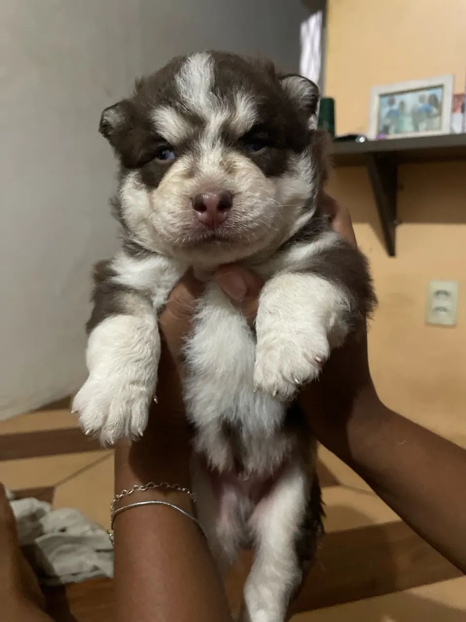 Filhotes husky siberiano - Foto 5