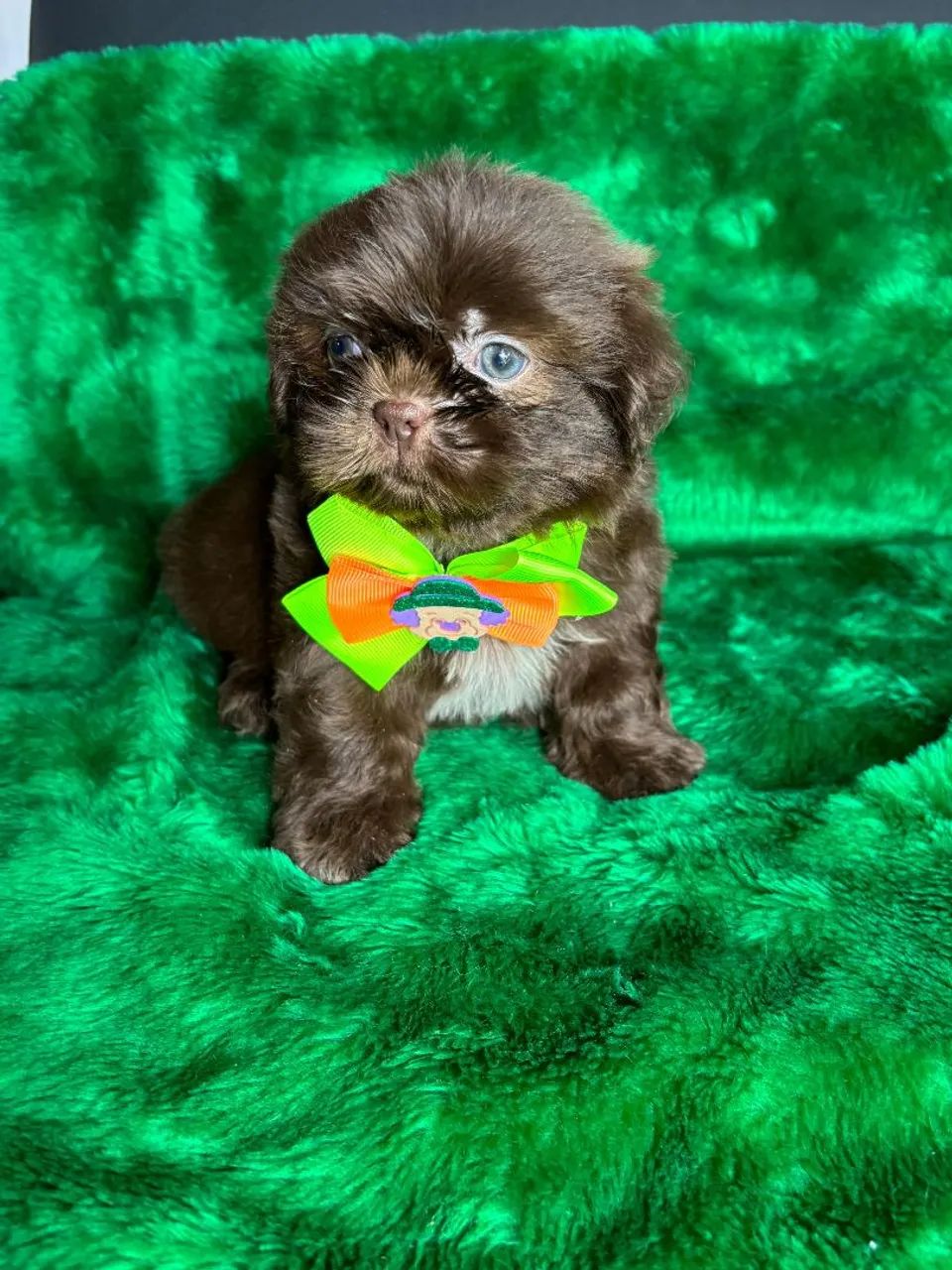 Shih tzu chocolate - Foto 3