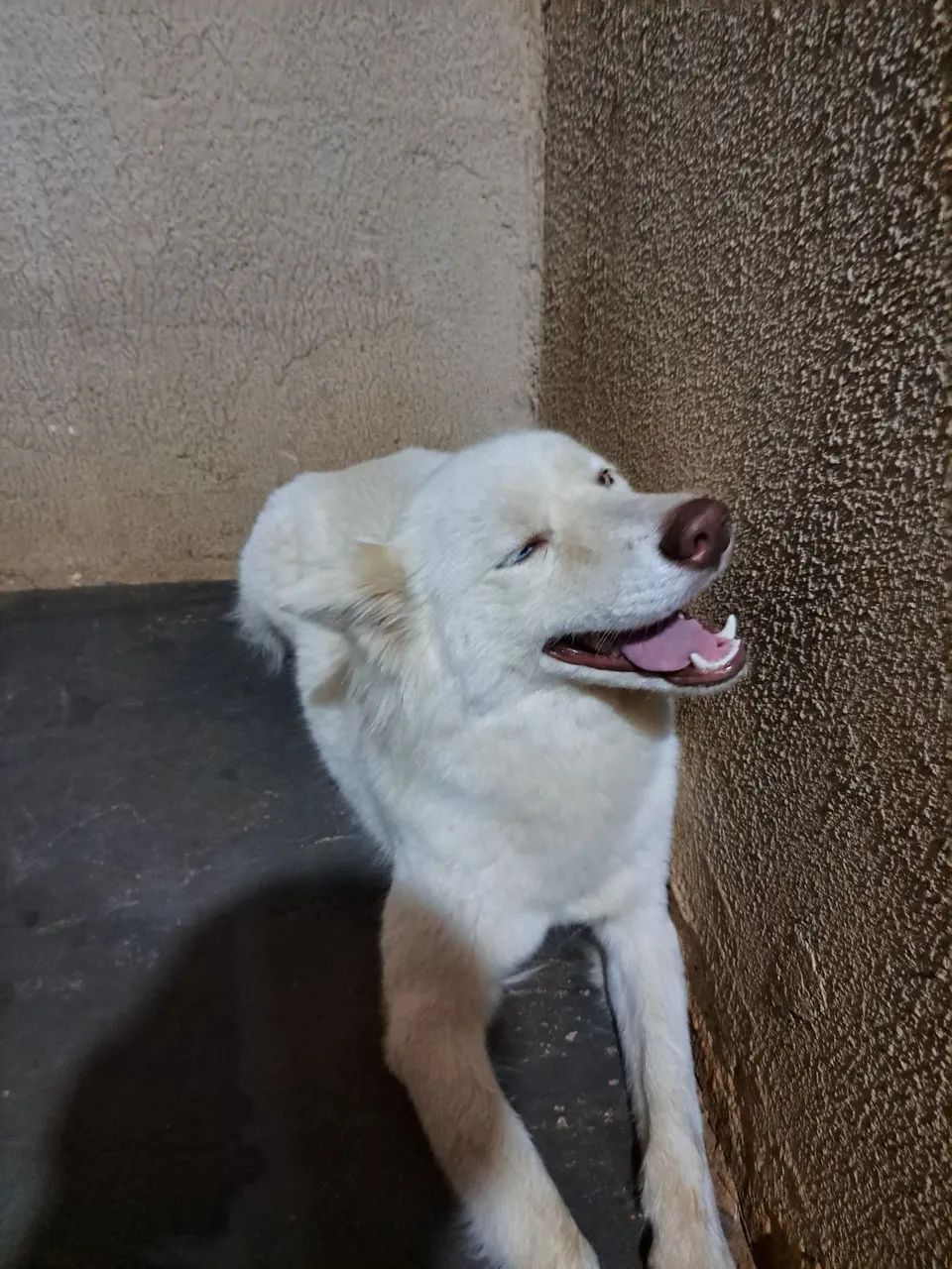 Vendo hasky - Foto 2