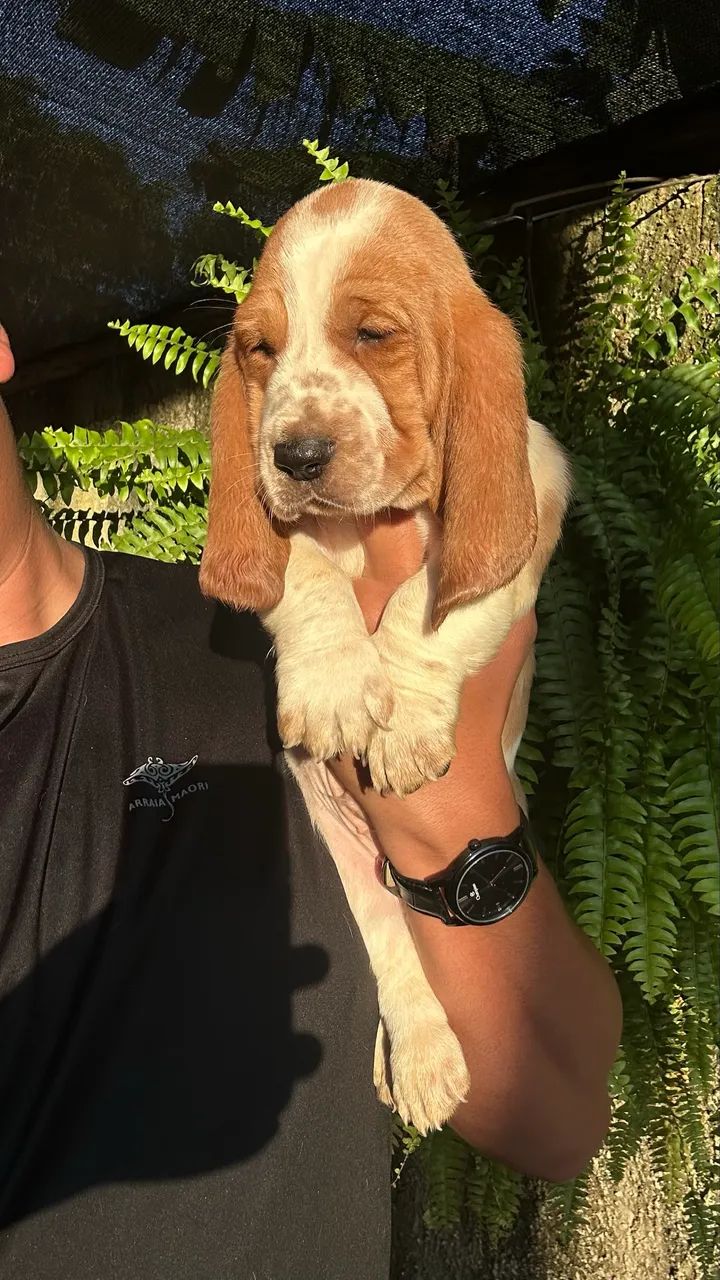 Basset hound - Foto 4