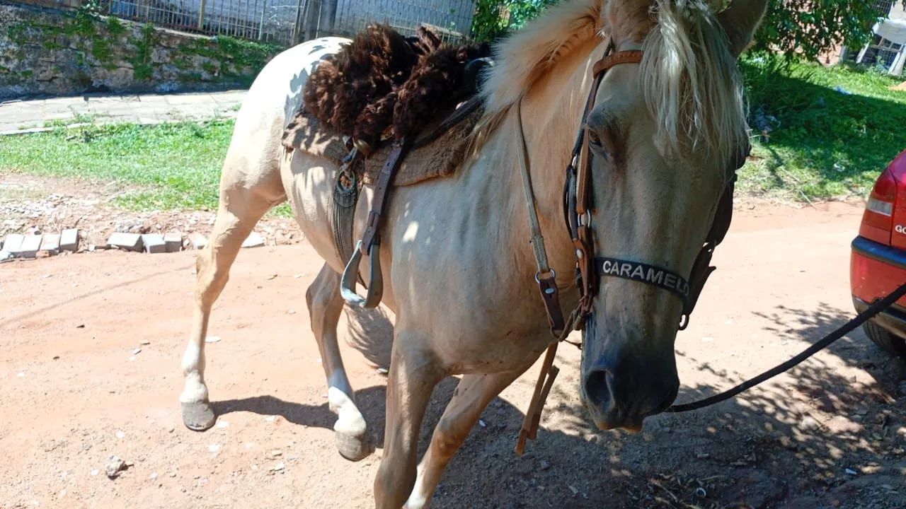 Cavalo  - Foto 5