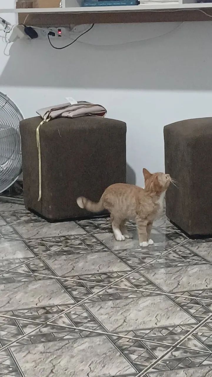 gatinho para doação  - Foto 2