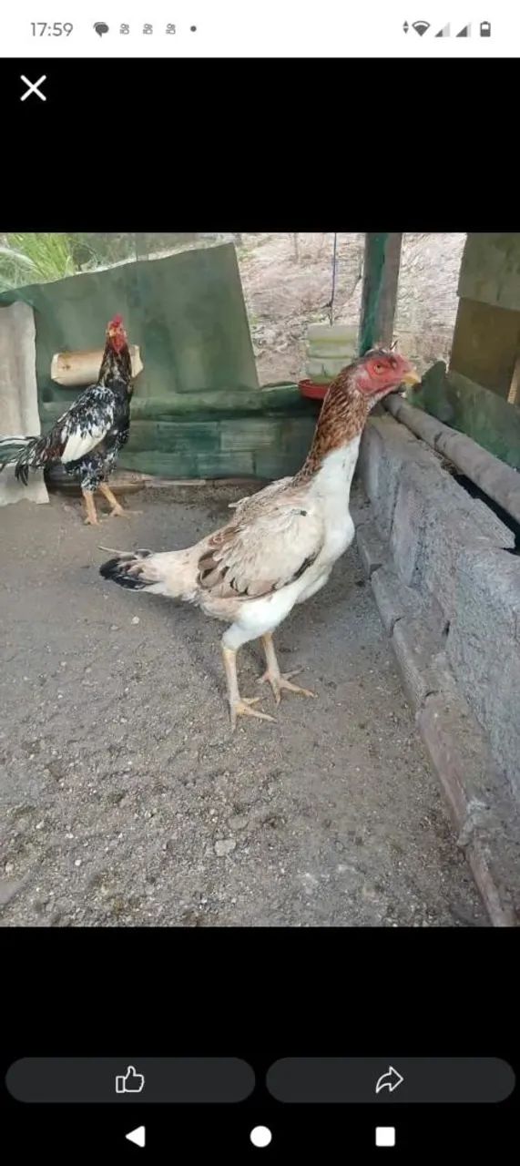 Galo de raça  - Foto 4