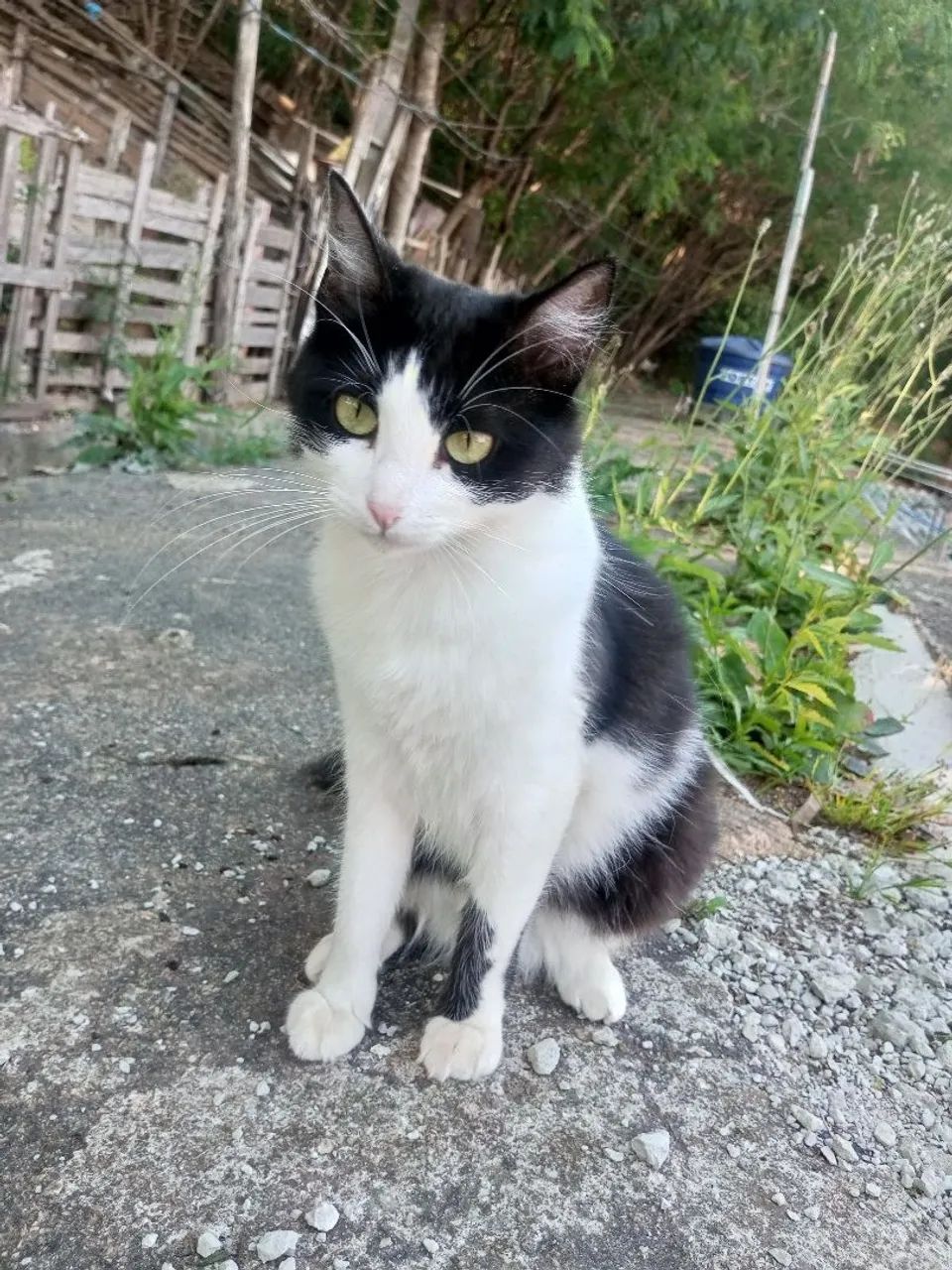 Pet - Foto 2