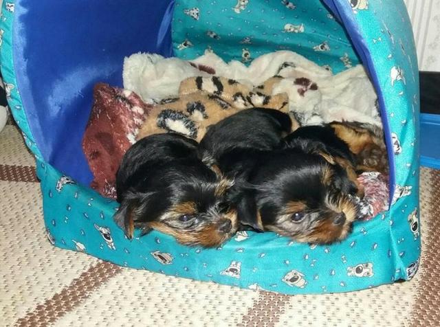 Yorkshire Terrier filhotes