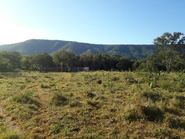 Fazenda com 866 Hectares em Santo Antonio apos a Agrovila das Palmeiras - Foto 12
