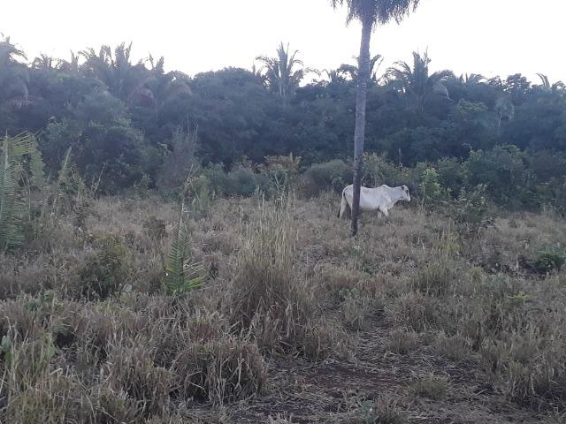 Chácara de terra boa a 9 km de Acorizal - Foto 4