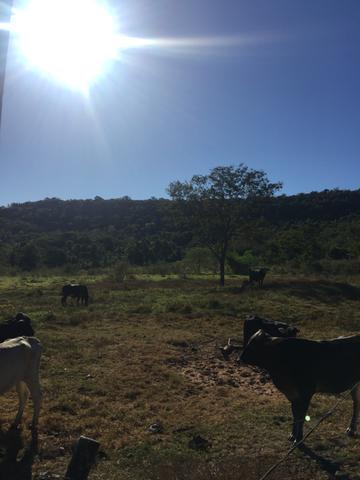 Vendo propriedade 703 hectares - Foto 9