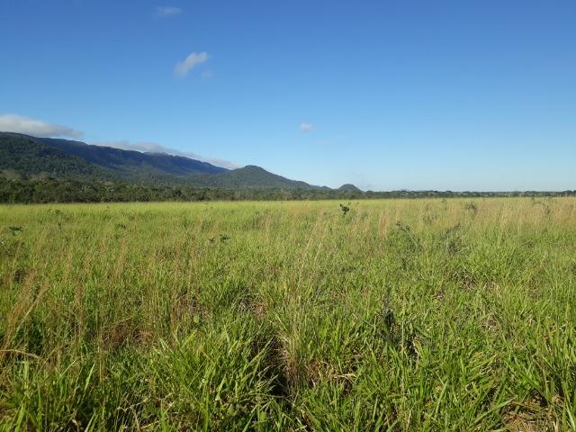 Fazenda com 784 hectares em Rosário Oeste MT - Foto 12