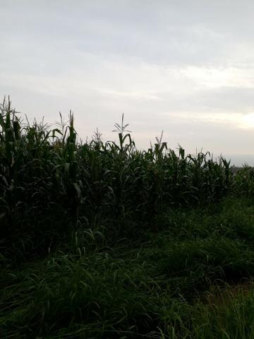 Sitio a venda em santo antonio do leverger - Foto 16