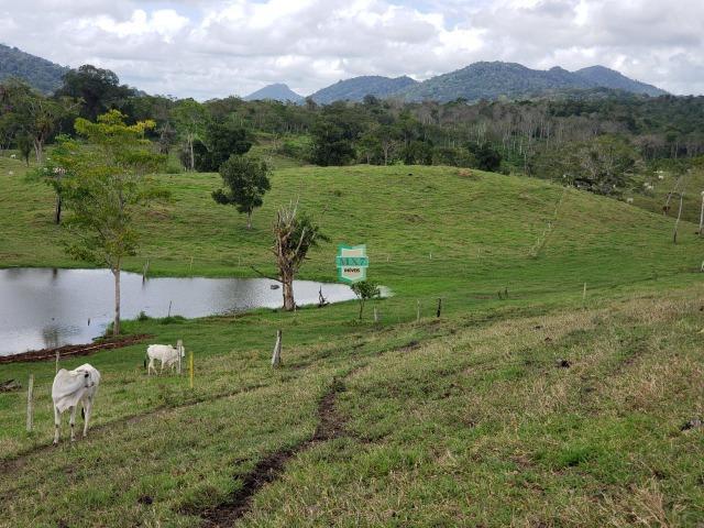 Fazenda espetacular de 284 Hectares. Predominância na PECUÁRIA de corte - Foto 9