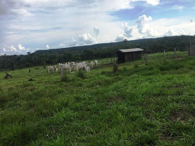 Fazenda 2.904 ha Nova Monte Verde MT - Foto 8