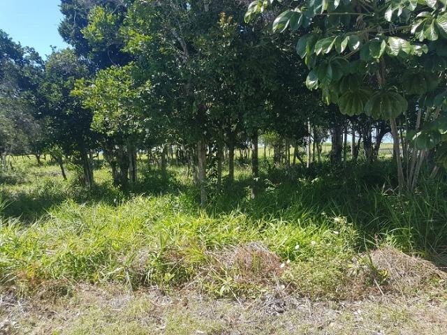 Lote de 1.000 m², com vista mar, no Outeiro de São Francisco, Porto Seguro - BA - Foto 5